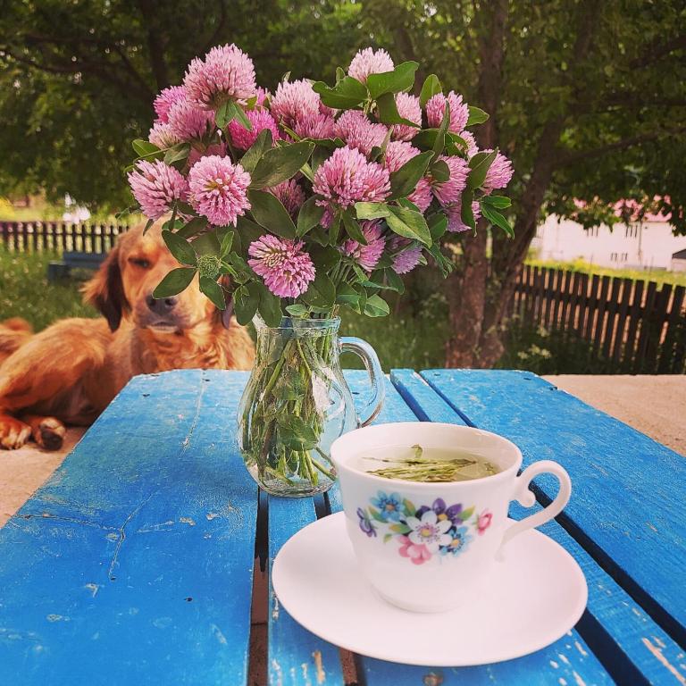 Ioska's House room 1